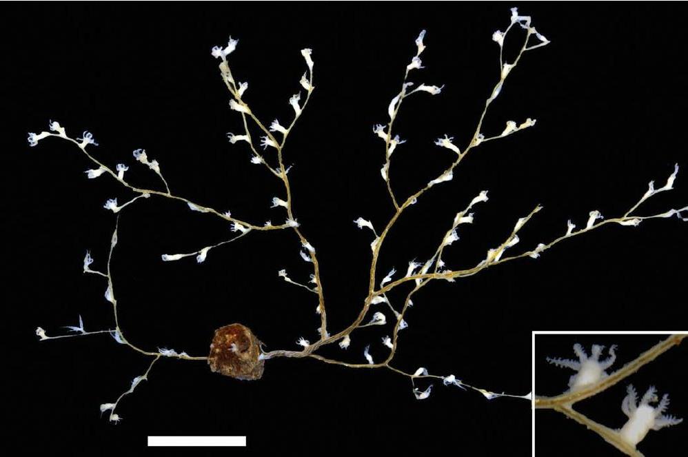 Представитель Семейства Dendrobrachiidae